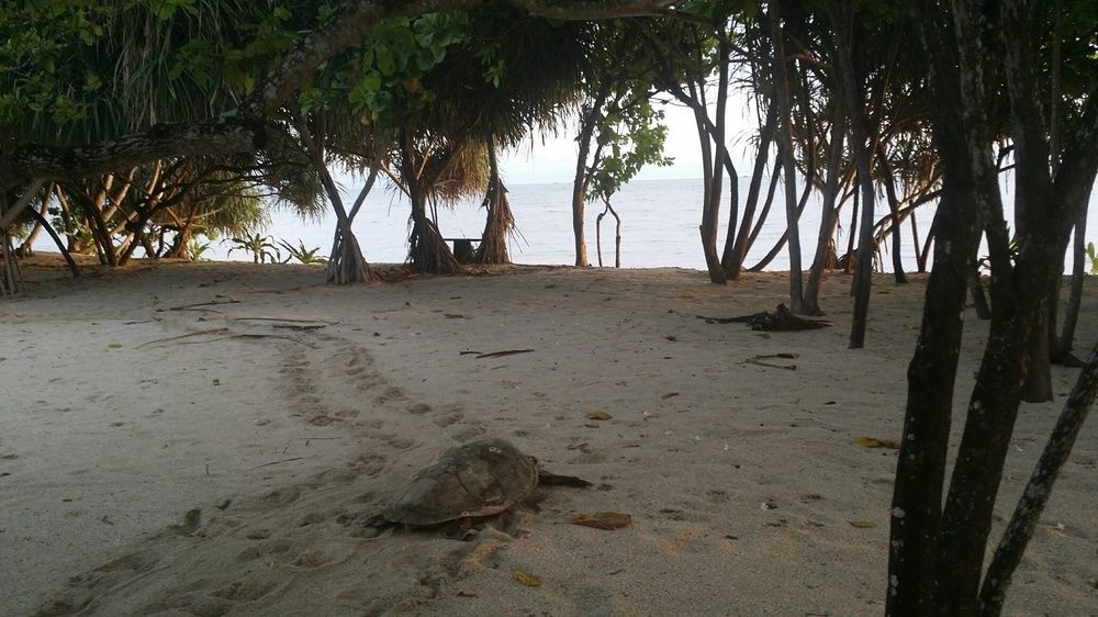 Trikora Beach Club&Resort Teluk Bakau Exterior foto